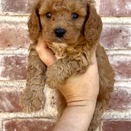 Oakley - Red male Cavapoo puppy in Redding, California from Lipscomb Doodles