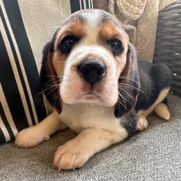 Baby girl 1 - Black white and tan female Beagle puppy in Monticello, Georgia from Beaglelove