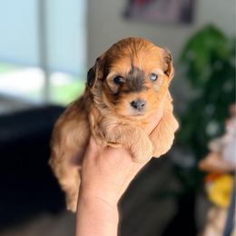Honey - Apricot female Maltipoo puppy in West Jordan, Utah from Gem Puppies of Utah