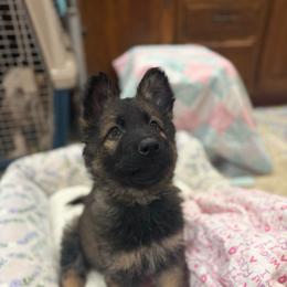 3rd pick sable female - Sable female German Shepherd puppy in Berlin, Wisconsin from Gypsy Miracle Kennels