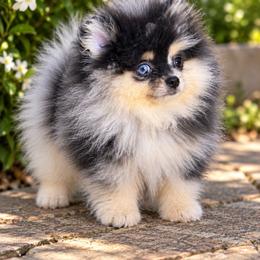 Natasha - Blue merle and tan tri female Pomeranian puppy in Grand Prairie, Texas from D’ Pomlovers