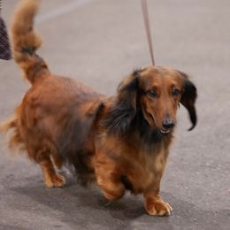 Dachshund All Grown Up from Rare Treat Dachshunds