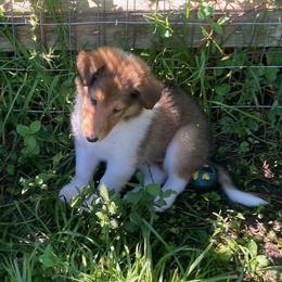 Diane - Sable and white female Collie puppy in Yulee, Florida from Three Collie Farm