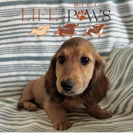 Armie (cyan) - Dapple male Dachshund puppy in Palm Bay, Florida from Life With Mini Paws