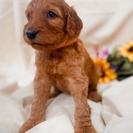 Irish Doodle Puppies from Foxrun Litters