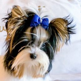 Biewer Terrier Puppies from Linda Cook