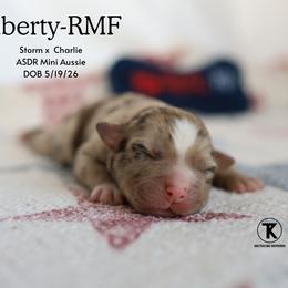 Liberty- Red Merle Female - Red merle female Miniature Australian Shepherd puppy in Nacogdoches, Texas from TK Standard, Mini, & Toy Aussies