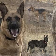 German Shepherd All Grown Up from Montana Made K9