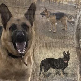 German Shepherd All Grown Up from Montana Made K9