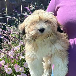 Dancer - Golden female Lhasa Apso puppy in Merced, California from Magic Lhasa Apsos