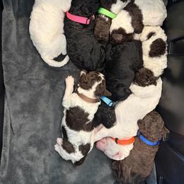 Poodle Puppies from Wild Suns Farm