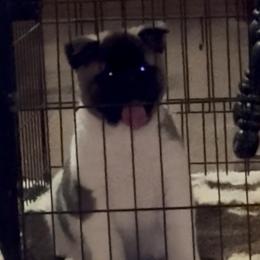 Nova - Red female Akita puppy in Lebanon, Virginia from Majestic Valley Farms