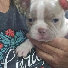 Boy 3  (6th born) - Blue male Boston Terrier puppy in Versailles, Indiana from Benhams Bostons