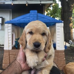 Golden Retriever Puppies from City Goldens