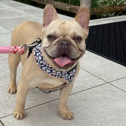 Barbie - French Bulldog