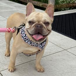 Barbie - French Bulldog