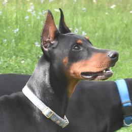 Sable - Doberman Pinscher