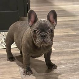 Elizabeth - White and brindle female French Bulldog puppy in Willis, Texas from Maranda Cianceruso