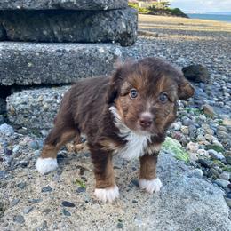 Fritos - female Australian Mountain Doodle puppy in Port Orchard, Washington from Yukon Harbor Doodles