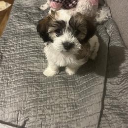Cavalier King Charles Spaniel, Cavapoo, Maltipoo, and Poodle Puppies from Lainy's Puppies