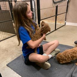 Max - Red  male Poodle puppy in Nacogdoches, Texas from BA Mini Poodles