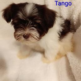 Tango - Parti male Miniature Schnauzer puppy in Midland, Texas from Shebbies Puppy Palace