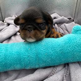Bridget - Black and tan female English Toy Spaniel puppy in Pennsylvania from Enchanting Charlies