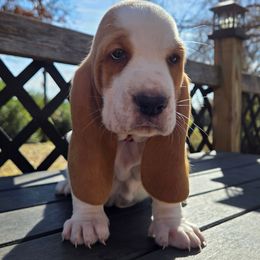 Peach - Red and white female Basset Hound puppy in Denison, Texas from Emma Lou's Baby Bassets