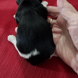 Ruby - Black and white female Havanese puppy in Cleveland, Texas from 7th Heaven Havanese of Texas