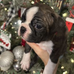 Male - Red - Black brindle and white male Boston Terrier puppy in Mc Donough, Georgia from Ballard Boston Terriers