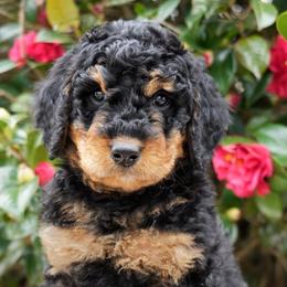 Banksie - Phantom male Bernedoodle puppy in Folsom, Louisiana from DoodlesFarmCo