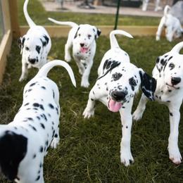 Dalmatian Puppies from Spotted Way Dalmatians
