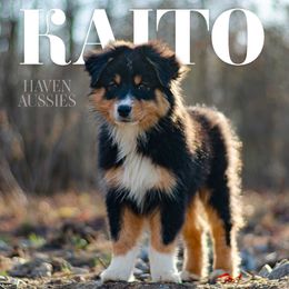 KAITO - Black tri-color Australian Shepherd puppy in Mountain View, Missouri from Haven Aussies