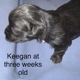 Keegan - Black male Havanese puppy in Hudson, New York from Havanese of Claverack and Hudson Valley Labradors