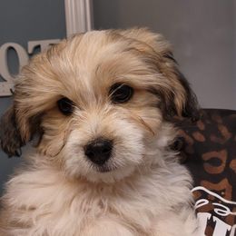 Aussiedoodles, Bordoodles, Corgipoos, and Shihpoos from Sugar Doodles