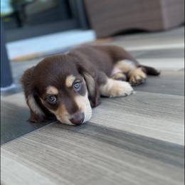 Dachshund All Grown Up from Slinky Doxie 305