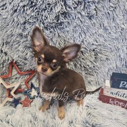 Vegas - Chocolate and tan male Chihuahua puppy in Bowdon, Georgia from Paschal's Pups