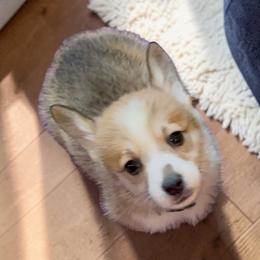 Gray Collar - Red male Pembroke Welsh Corgi puppy in Abingdon, Virginia from Em-K Kennels