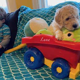 Goldendoodle Puppies from Scranton Goldendoodles