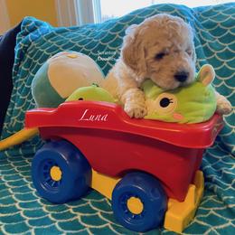 Goldendoodle Puppies from Scranton Goldendoodles