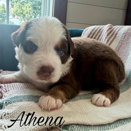Athena - Red tri female Miniature Australian Shepherd puppy in Sandy Hook, Kentucky from RidgeTop Aussies
