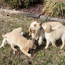 Golden Retriever Puppies from Ginn’s Golden Retrievers