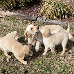Golden Retriever Puppies from Ginn’s Golden Retrievers