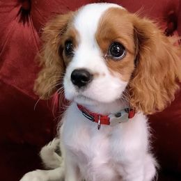 Cavalier King Charles Spaniels from Westside Dogs