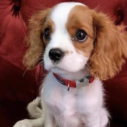 Cavalier King Charles Spaniels from Westside Dogs