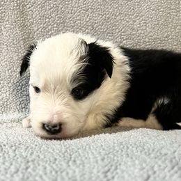 Patch - Black and white male Border Collie puppy in Crawfordsville, Indiana from Rescued Dreams Border Collies