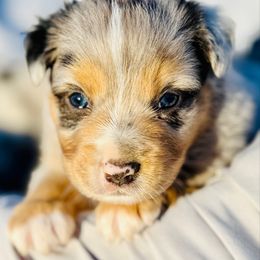 River - Blue merle male Miniature Australian Shepherd puppy in Hempstead, Texas from Young Gun Aussies
