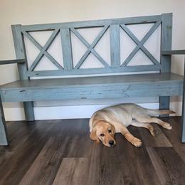Honey - Labrador Retriever