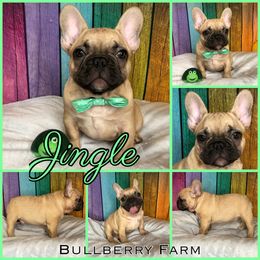 Bulldog Puppies from Bullberry Farm