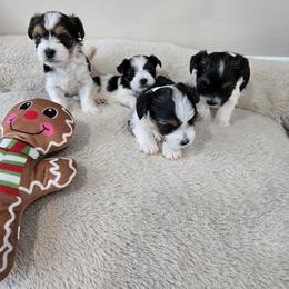 Biewer Terrier Puppies from Nala & Co. Biewer Terriers